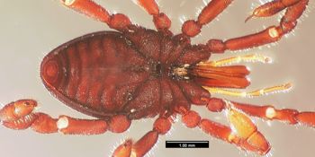 Media type: image;   Invertebrate Zoology 133769